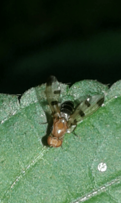 Opomyzidae : Geomyza sp.?  S